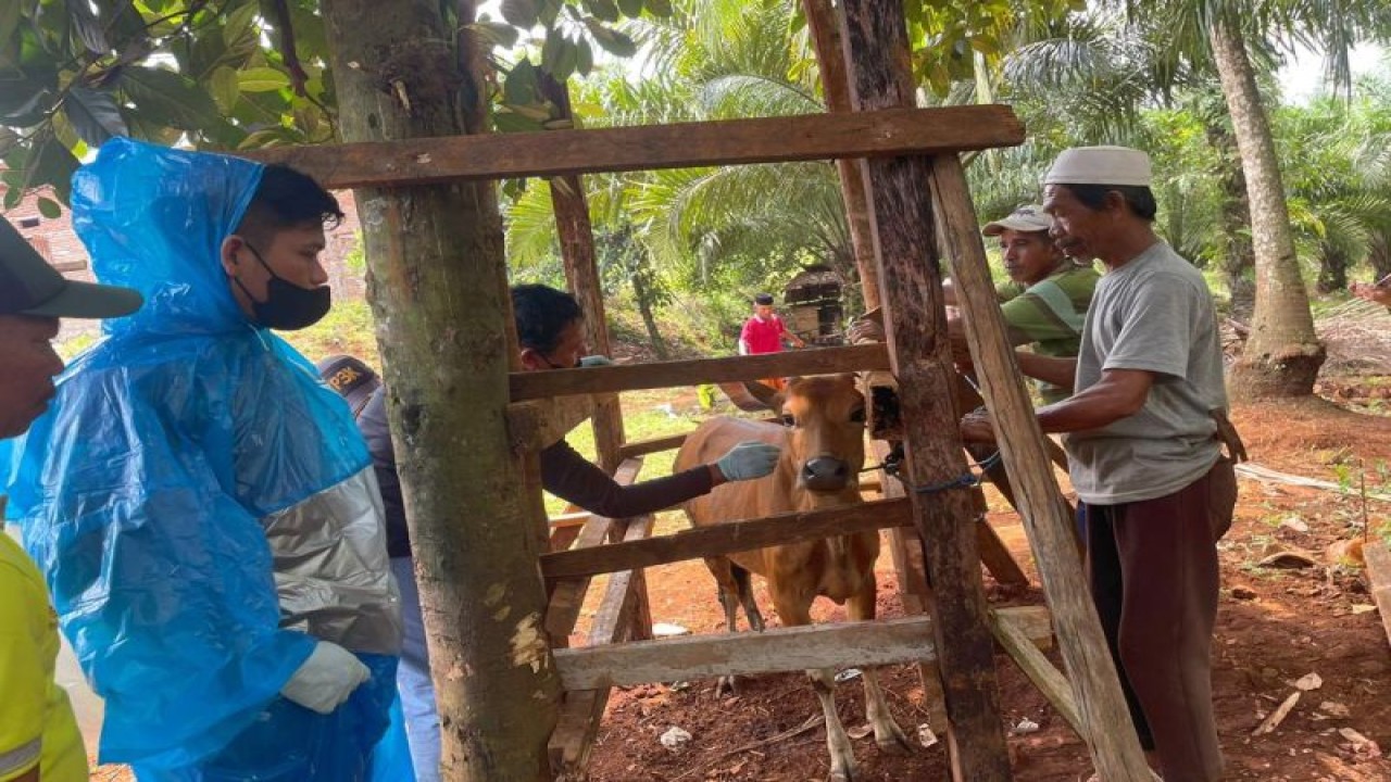 Satgas Penyakit Mulut dan Kuku Provinsi Sulawesi Tengah melakukan pemeriksaan terhadap sapi-sapi indikasi terpapar, di Kabupaten Morowali Utara, Provinsi Sulteng, beberapa waktu lalu. Satgas PMK ANTARA/HO-Sulteng