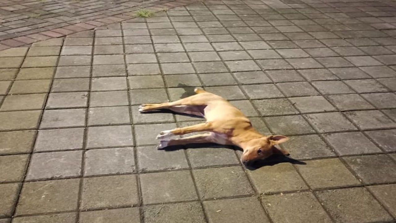 Seekor anjing liar yang berhasil dieliminasi tim gabungan Pemerintah Kota Mataram, Provinsi Nusa Tenggara Barat, Senin malam (27/11-2022). ANTARA/HO-Satpol PP