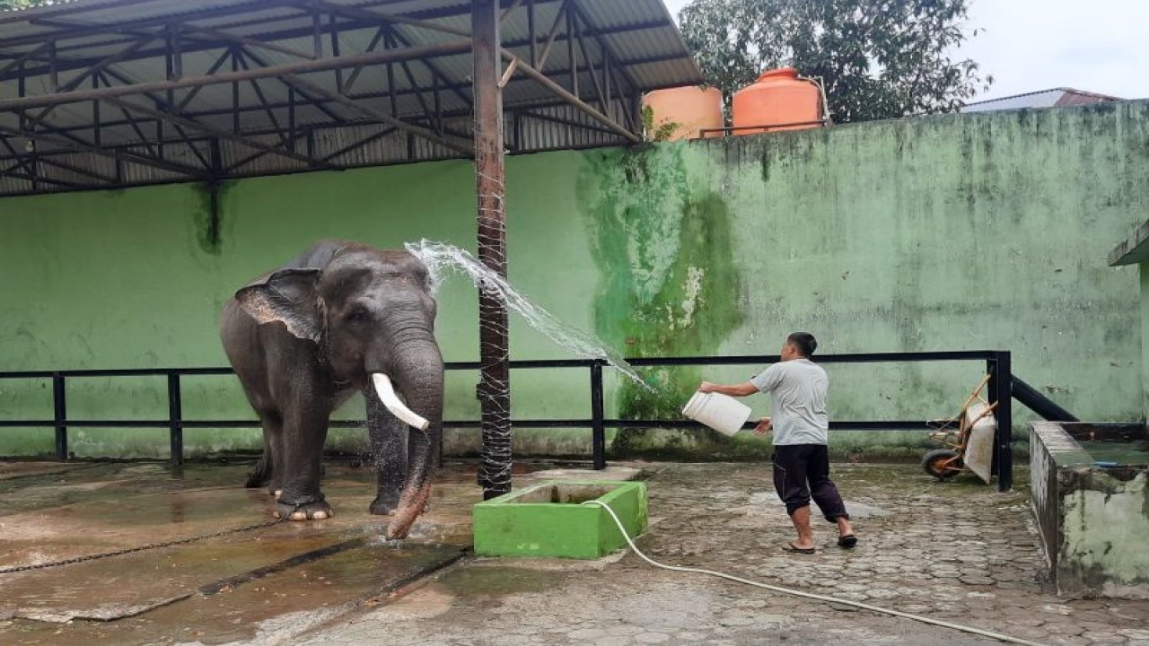 Satwa koleksi Kebun Binatang Taman Rimbo Jambi, gajah Sumatera yang saat dirawat oleh pawangnya.(ANTARA/Nanang Mairiadi)