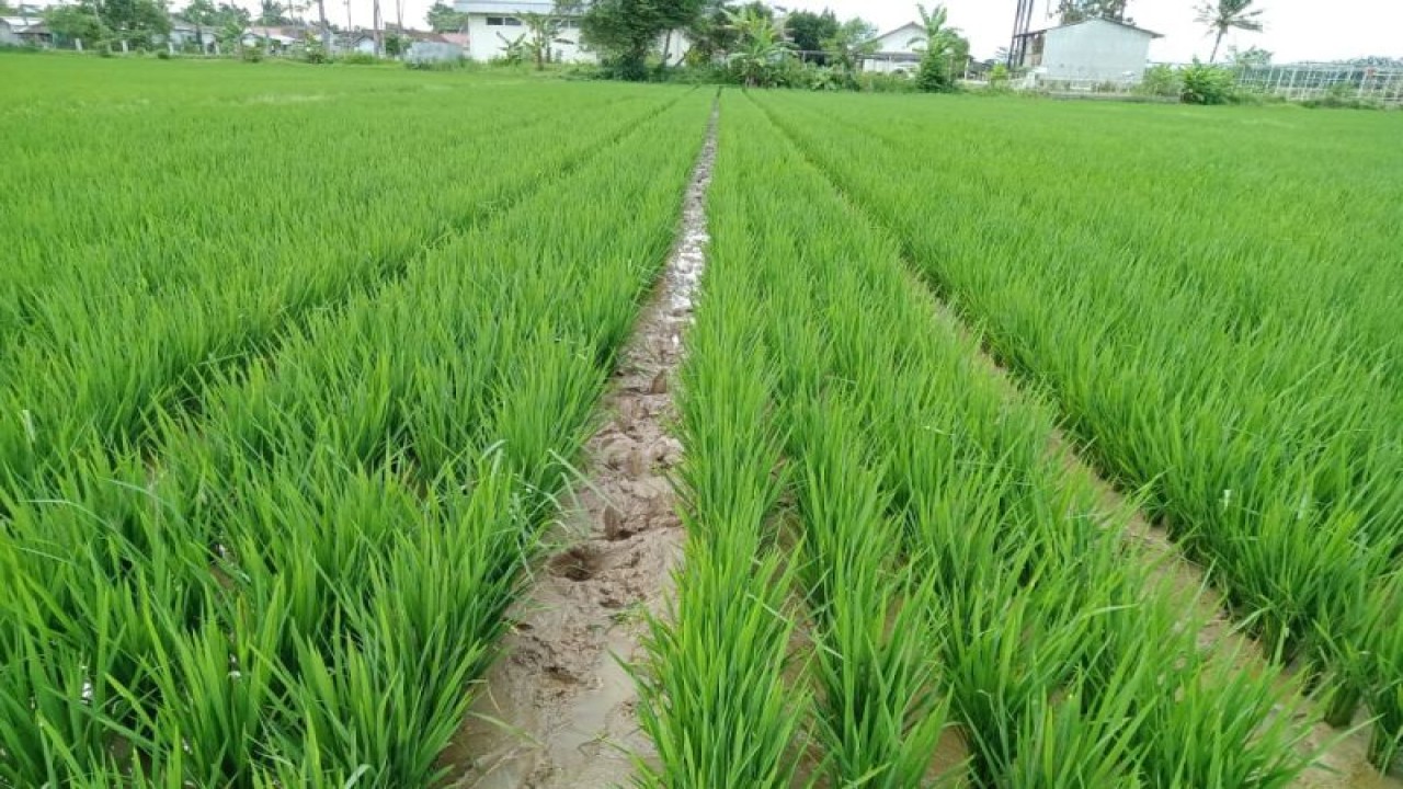 Petani Kabupaten Lebak, Provisi Banten melakukan gerakan tanam padi benih varietas nutrisi zinc pada November - Desember 2022 seluas 1.000 hektare untuk menurunkan angka prevalensi stunting atau kekerdilan yang dialami anak-anak akibat gagal tubuh. ANTARA/Mansur