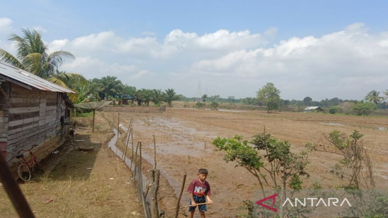 Sawah di wilayah Kecamatan Lubuk Pinang, Kabupaten Mukomuko, Sabtu (23/7/2022) ANTARA/Ferri.