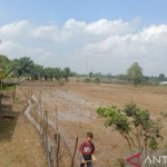 Sawah di wilayah Kecamatan Lubuk Pinang, Kabupaten Mukomuko, Sabtu (23/7/2022) ANTARA/Ferri.-1669026293