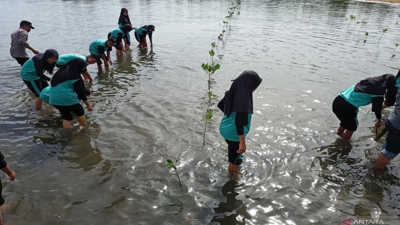 Siswa-siswi SMP dilibatkan menanam manggrove atau bakau sebagai rangkaian Hari Ikan Nasional (Harkanas) ke-9 di Kabupaten Parigi Moutong, Sulawesi Tengah, sekaligus memecahkan rekor MURI dengan lokasi terbanyak penanaman 88 titik, Ahad (20/11/2022). FOTO ANTARA/Moh Ridwan