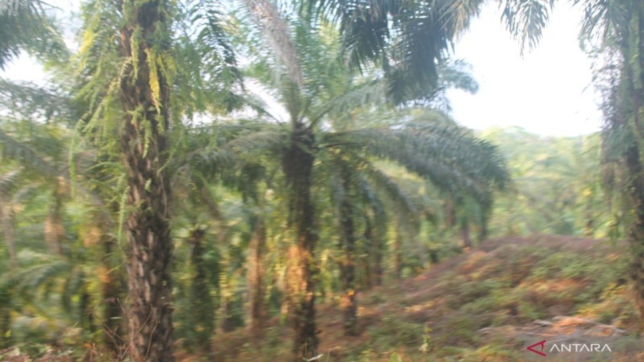 Suasanan lahan perkebunan sawit di Luwu Utara yang tanaman sawitnya sebagian sudah tua. Antara/ Suriani Mappong