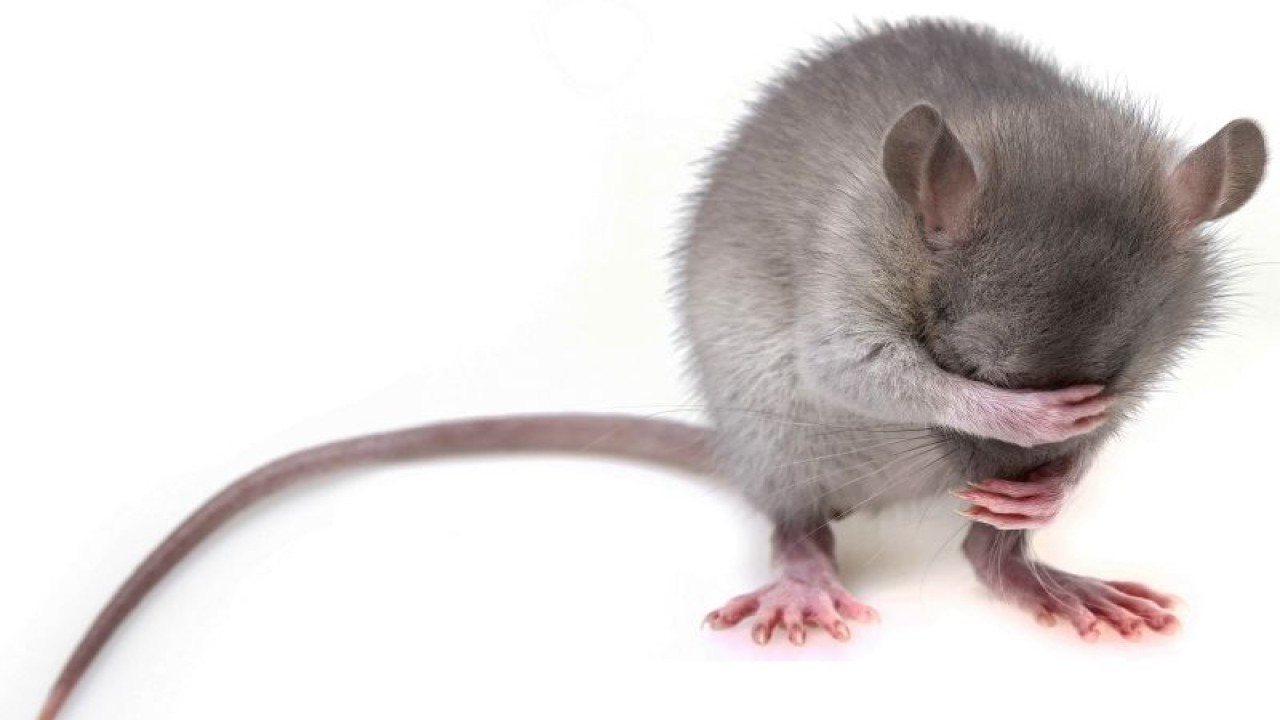 Foto ilustrasi. Seekor tikus yang bisa menyebabkan Leptospirosis melalui bakteri yang ada pada urine tikus.  (FOTO ANTARA/Pixabay.com)