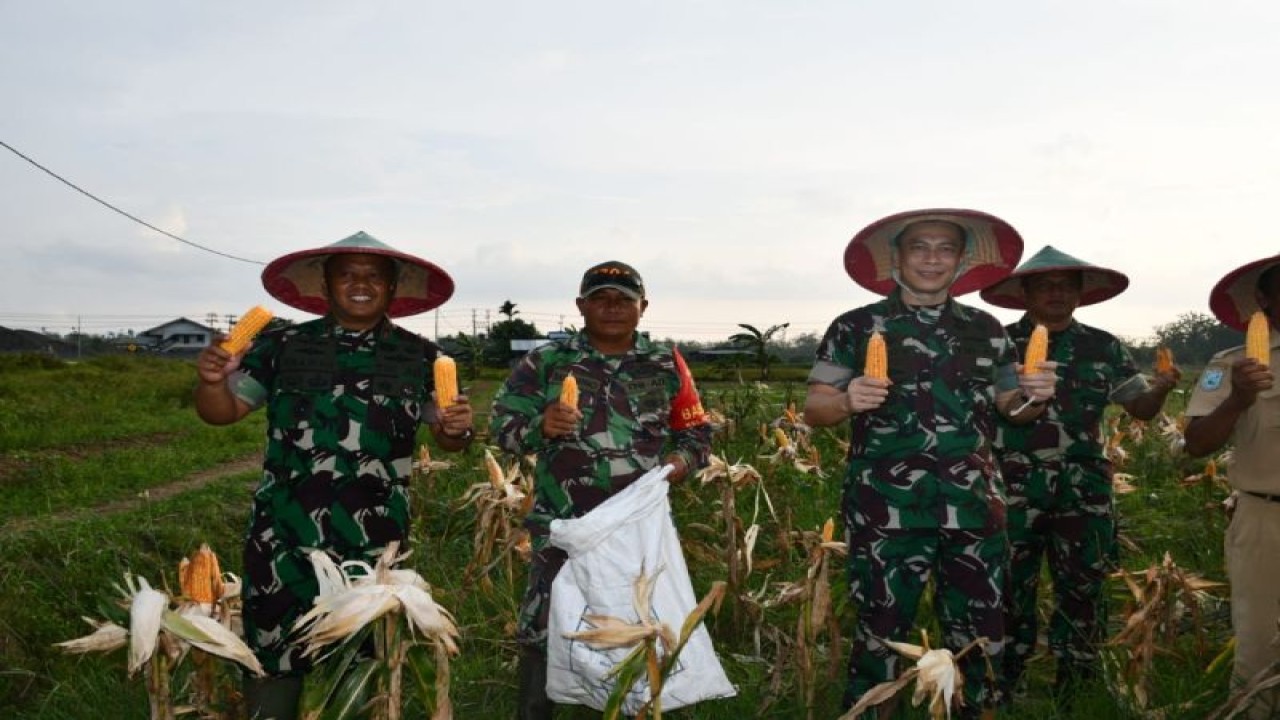 Danrem 181/PVT Brigadir Jenderal TNI Wawan Erawan bersama prajurit dan petani memanen jagung program ketahanan pangan serta pengendalian inflasi di Kabupaten Sorong, Selasa (29/11/2022). (ANTARA/HO-Korem 181/PVT Sorong)