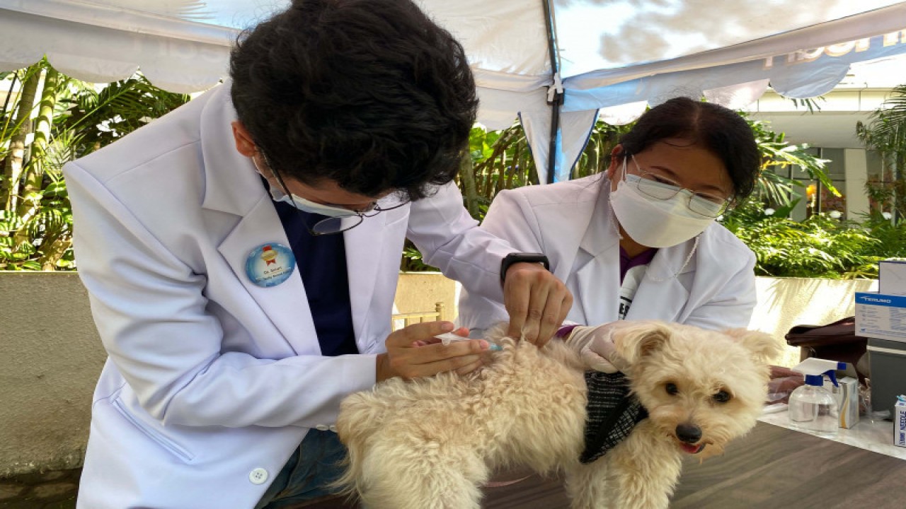 Arsip Foto - Proses vaksinasi rabies untuk anjing yang digelar SmartHeart Indonesia menggandeng Dinas Ketahanan Pangan, Kelautan dan Pertanian Kota Jakarta Barat, 25 September 2021. (ANTARA/HO)