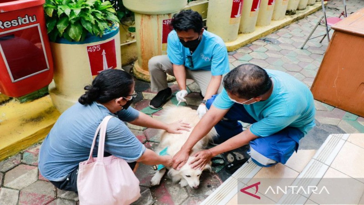 Petugas Suku Dinas (Sudin) Ketahanan Pangan, Kelautan, dan Pertanian (KPKP) Kota Administrasi Jakarta Pusat sedang memberikan vaksinasi rabies terhadap seekor hewan peliharaan bertempat di halaman Kantor Kelurahan Cempaka Baru, Kecamatan Kemayoran, Jakarta Pusat, Senin (21/11/2022). ANTARA/HO-Pemerintah Kota Jakarta Pusat