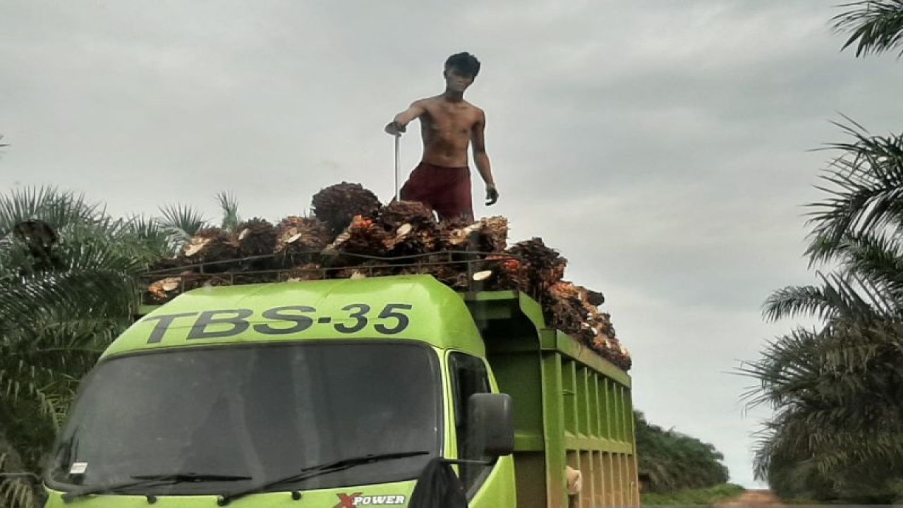 Aktivitas pengangkutan TBS sawit (ANTARA/Dedi)