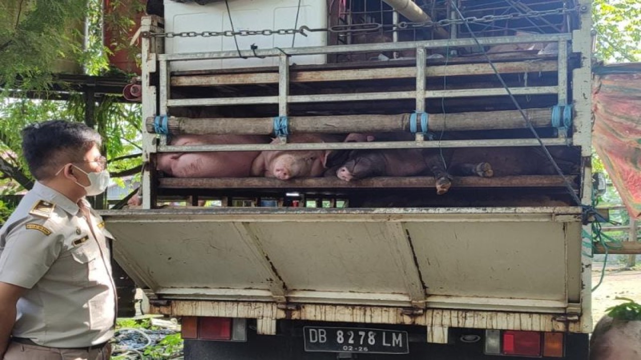 Babi dari Palu tidak dilengkapi serfikat kesehatan, maka ditolak masuk Balikpapan. (ANTARA/HO-Karantina)