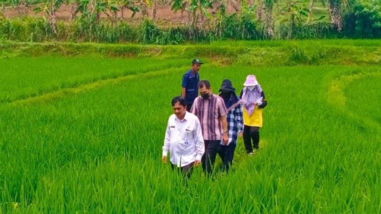 Kegiatan observasi padi merah varietas unggulan produksi lokal di areal sawah Kampung Cibadak, Desa Karang Indah, Kecamatan Bojongmangu, Kabupaten Bekasi, Jumat. (ANTARA/Pradita Kurniawan Syah).