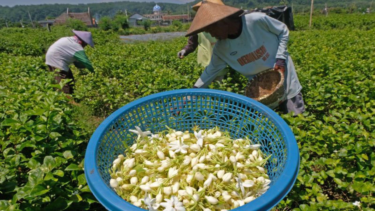 Arsip Foto. Warga memanen bunga melati di kebun bunga Desa Sidorejo, Batang, Jawa Tengah, Minggu (18/9/2022). Parfum padat yang dikembangkan oleh BRIN bahan dasarnya antara lain minyak atsiri dari bunga melati. (ANTARA FOTO/Anis Efizudin/nz)