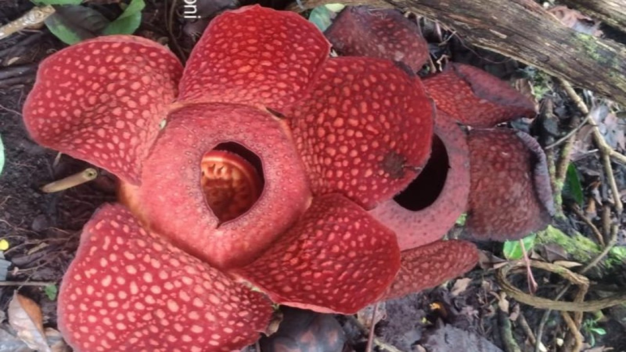 Dua individu bunga Rafflesia Arnoldii mekar sempurna secara bersamaan di halaman warga Batang Palupuh, Nagari Koto Rantang, Kecamatan Palupuh, Kabupaten Agam. Dok Joni Hartono