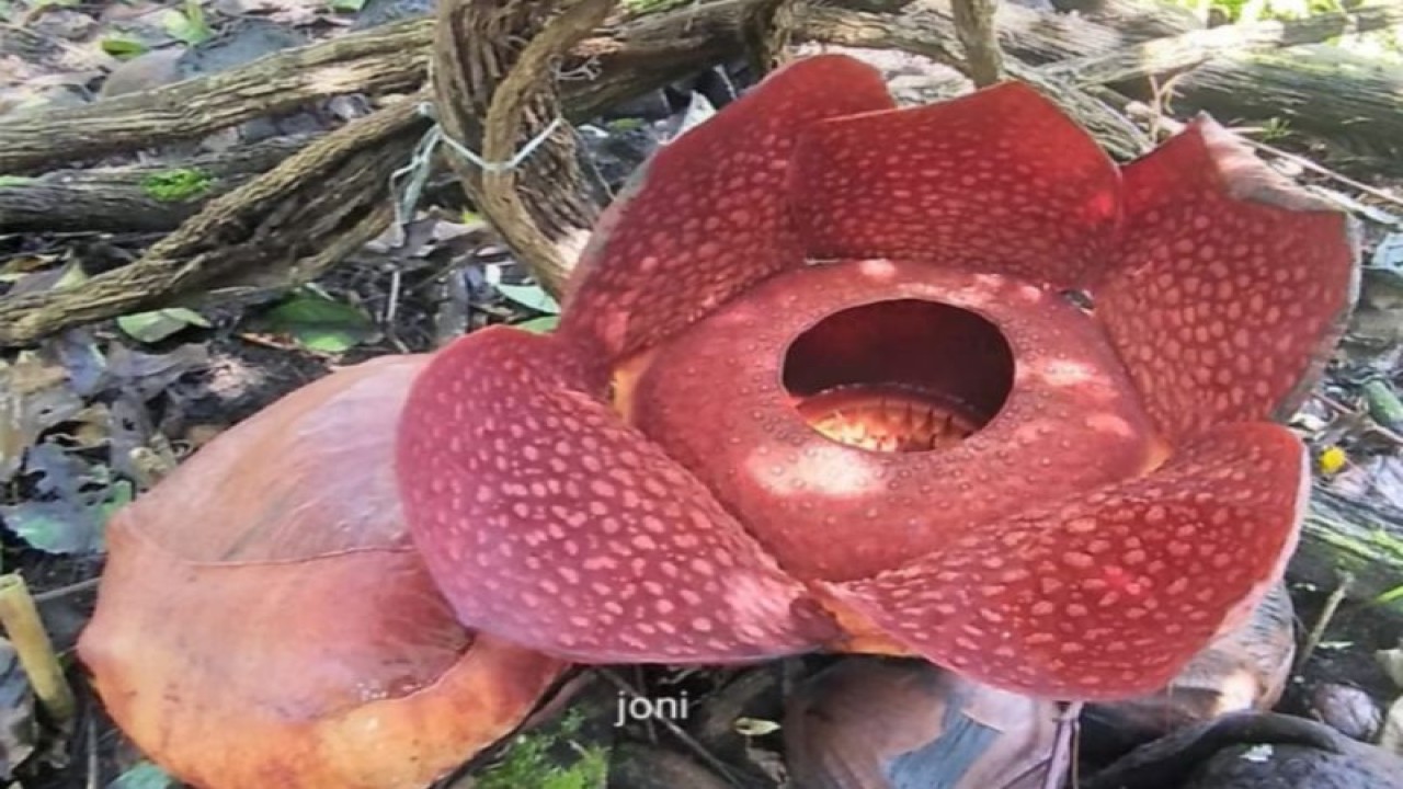 Bunga rafflesia sedang mekar hari kedua di halaman rumah warga Palupuh, Agam. (Antara/HO-Dok Joni)