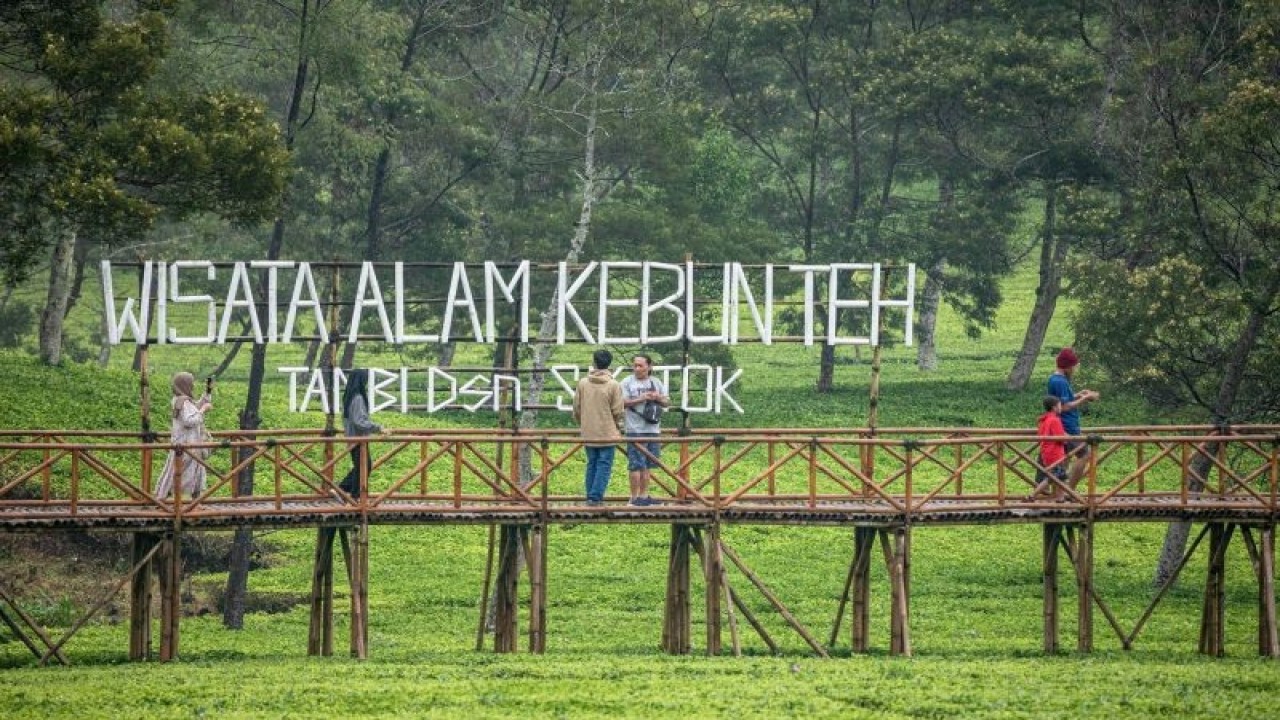 Sejumlah pengunjung berjalan melalui jembatan bambu di wisata alam Kebun Teh Tambi Sikatok di Dusun Sikatok, Desa Sigedang, Kecamatan Kejajar, Kabupaten Wonosobo, Jawa Tengah, Sabtu (22/10/2022). Destinasi wisata alam seluas sekitar 6,6 hektare yang menyuguhkan pemandangan perkebunan teh serta alam di kawasan lereng Gunung Sindoro tersebut dikembangkan dan dikelola oleh masyarakat setempat bekerja sama dengan PT Perkebunan Tambi guna meningkatkan perekonomian warga sekitar perkebunan. ANTARA FOTO/Aji Styawan/aww.