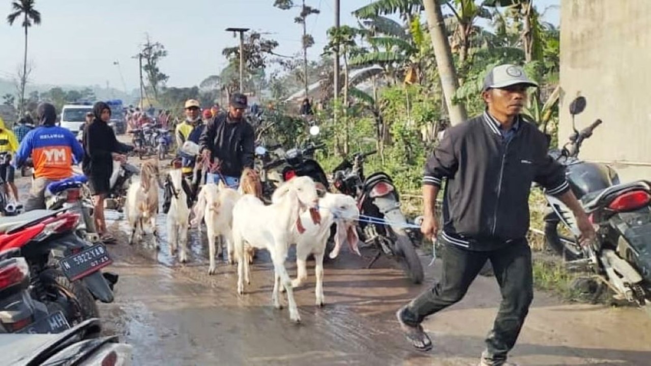 Evakuasi hewan ternak pasca erupsi Gunung Semeru dilakukan bersama warga di Dusun Kajar Kuning, Desa Sumberwuluh Kecamatan Candipuro. (Dok. Kominfi-imj)