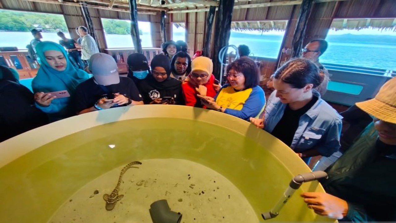 Ketua Komite Pengarah StAR Project Dr. Erin Leigh Meyer Beetham dan Kepala Badan Riset dan Inovasi Daerah Provinsi Papua Barat Prof Charlie Heatubun meninjau fasilitas penangkaran hiu belimbing di Raja Ampat, Papua Barat. (ANTARA/ Ernes Broning Kakisina)