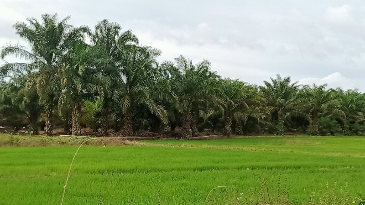 Lahan pertanian di Kabupaten Penajam Paser Utara (ANTARA/Novi Abdi-Bagus Purwa)