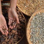 Perajin kopi luwak membersihkan kopi untuk diolah di Batang Palupuh, Kabupaten Agam, Sumatera Barat, Sabtu (19/11/2022). ANTARA FOTO/Iggoy el Fitra/rwa.-1670152834