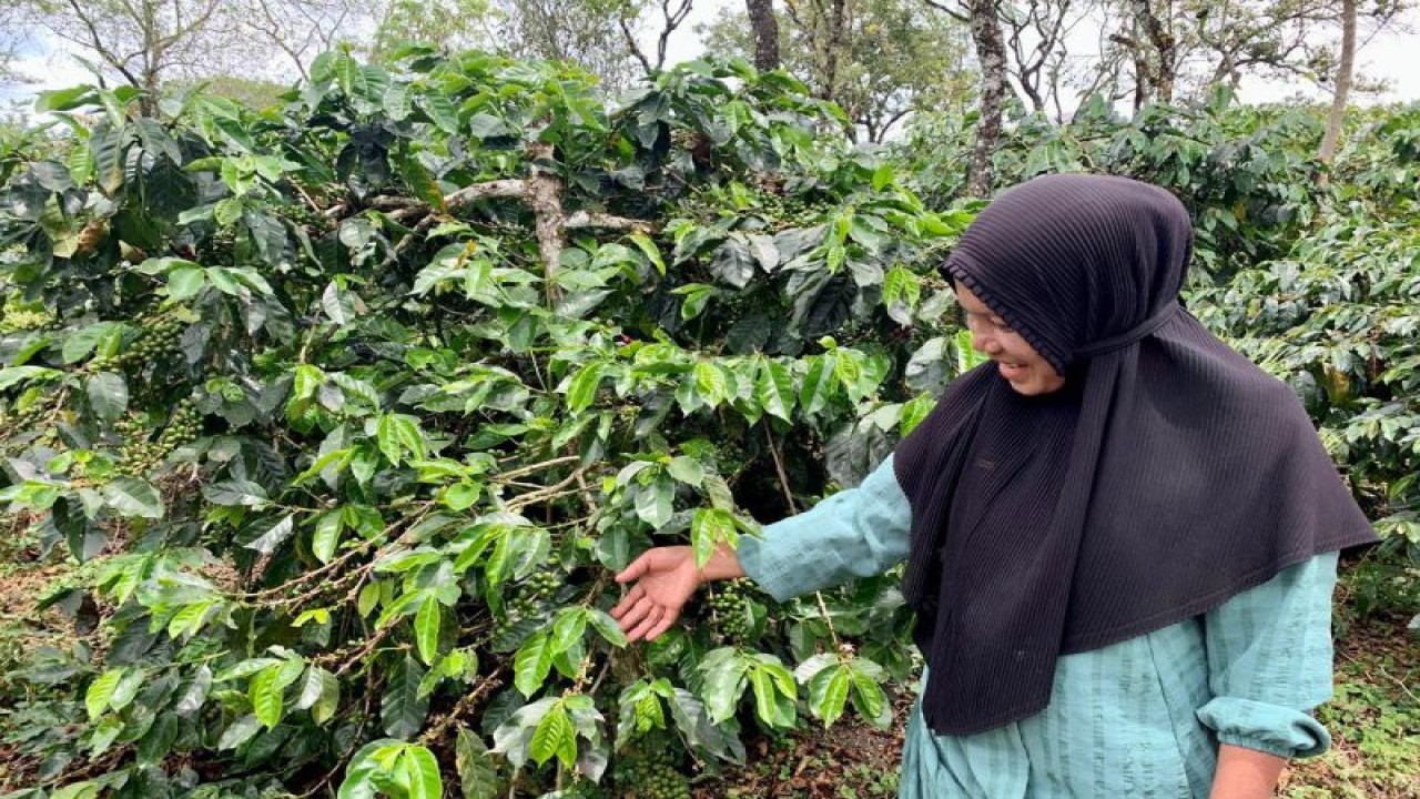 Petani kopi Indonesia. (ANTARA/HO-Kedubes AS di Jakarta)