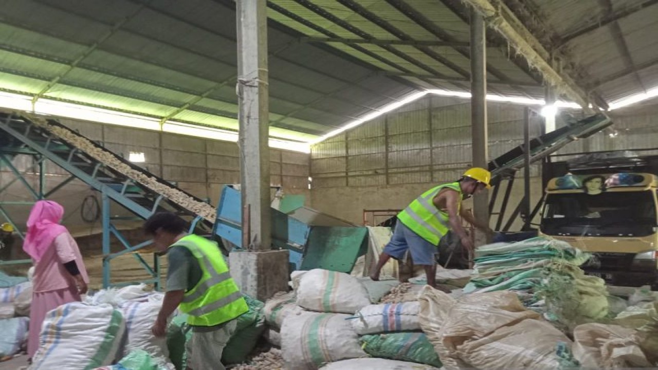 Suasana produksi bonggol jagung menjadi bahan bakar pengganti batubara (Cofiring) untuk suplai pendamping pembakaran di PLYU Punagaya di Kabupaten Jeneponto, Sulawesi Selatan. Antara/ Suriani Mappong