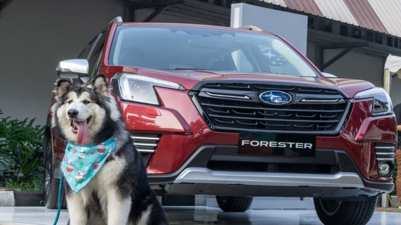 Subaru "Loves Pets" hadir di Pet Kingdom PawJog 2022 (ANTARA/HO)