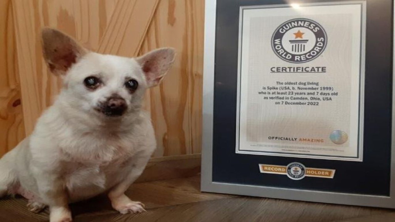 Seekor anjing Chihuahua Ohio bernama Spike disertifikasi sebagai anjing tertua yang hidup oleh Guinness World Records. Anjing itu berusia 23 tahun 7 hari. (Guinness World Records via UPI)
