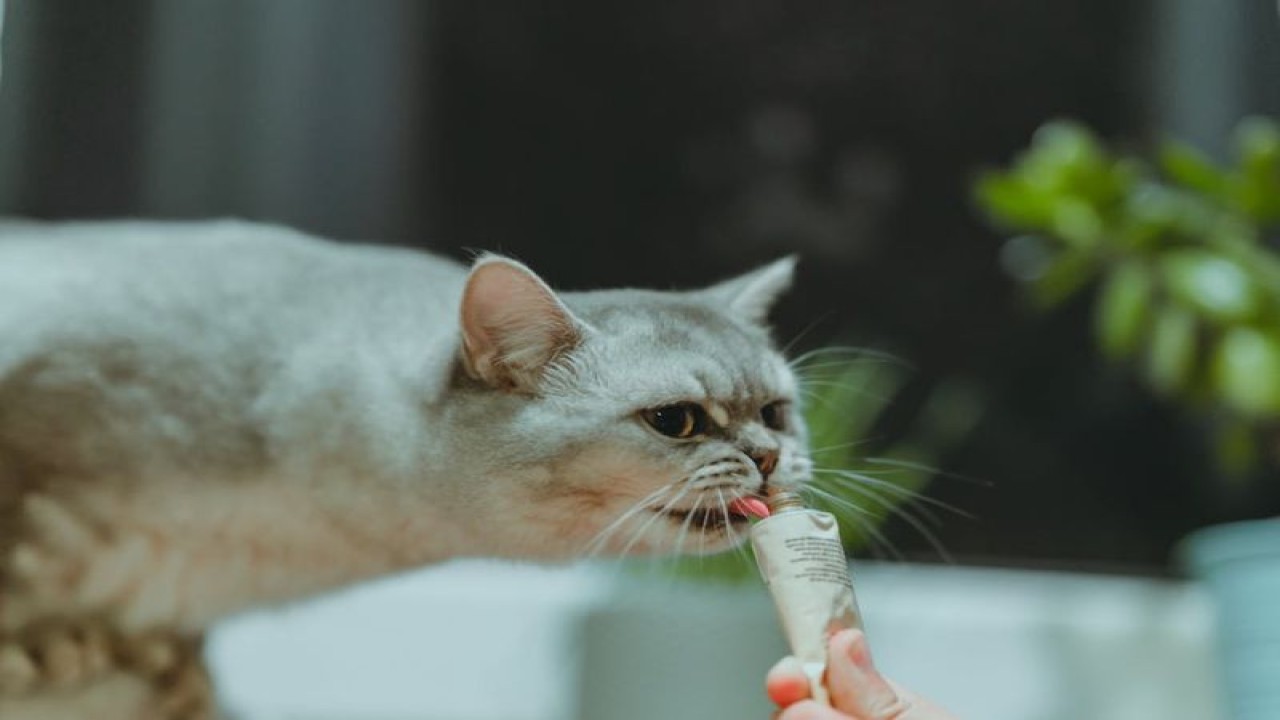 Ilustrasi - camilan kucing (ANTARA/Pexels)