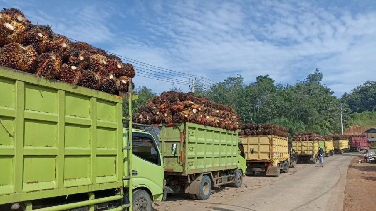 Deretan truk mengangkut tandan buah segar kelapa sawit. ANTARA/Anggi Mayasari