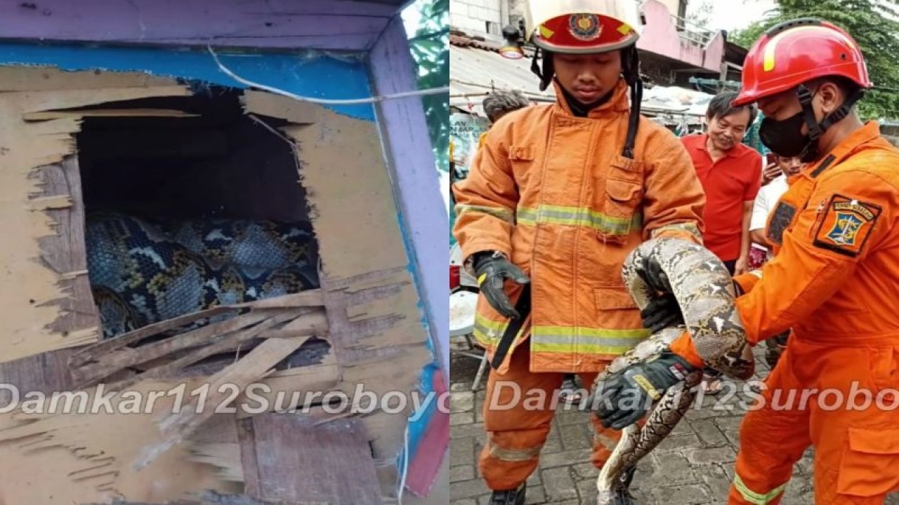 Foto Arsip - Petugas Dinas Pemadam Kebakaran dan Penyelamatan (DPKP) Kota Surabaya saat mengevakuasi ular di rumah warga di Kota Surabaya. (ANTARA/HO-Diskominfo Surabaya)