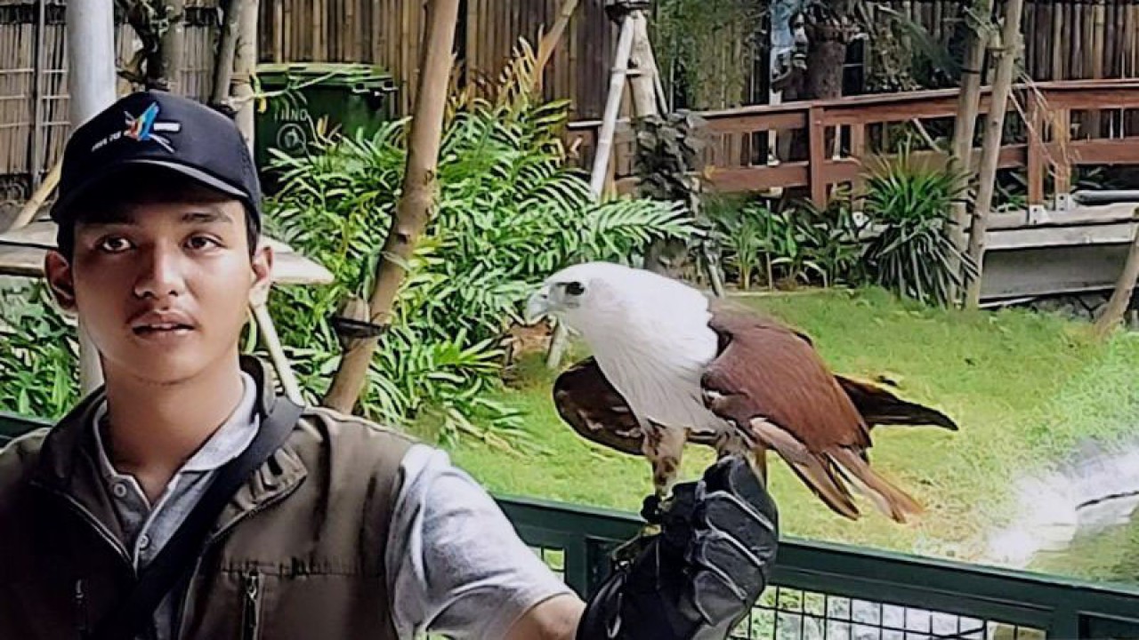 Pawang burung Jakarta Bird Land menunjukkan maskot Jakarta Elang Bondol saat pertunjukan interaksi burung bertajuk 'Free Flight Bird Show' di kawasan Ancol, Pademangan, Jakarta Utara, Rabu (18/1/2023). ANTARA/Abdu Faisal