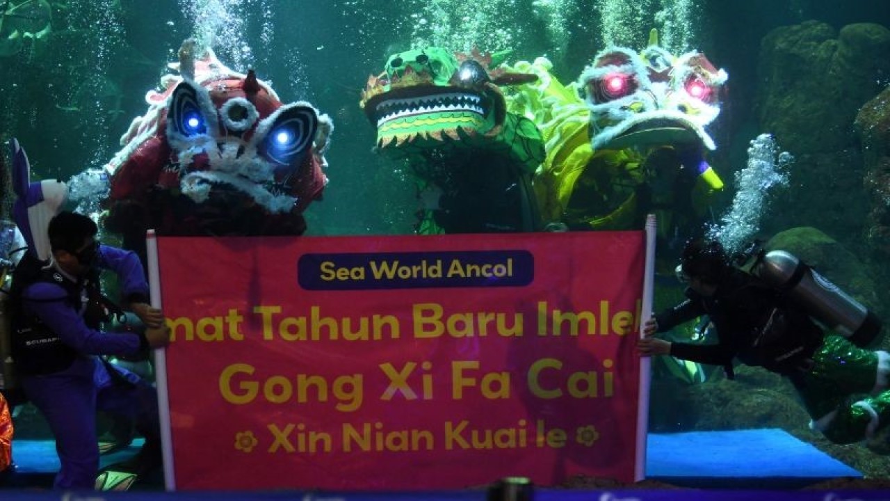 Sejumlah penyelam beratraksi kesenian khas Tiongkok, barongsai di dalam air akuarium raksasa Sea World, Ancol, Jakarta, Rabu (18/1/2023). ANTARA FOTO/Aditya Pradana Putra/foc.