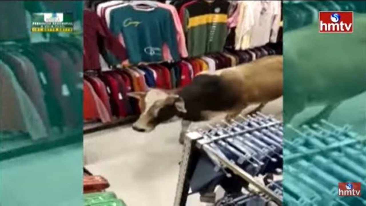Seekor sapi tertangkap kamera sedang berkeliaran di toko pakaian di dalam sebuah mal di India. (Tangkapan layar)