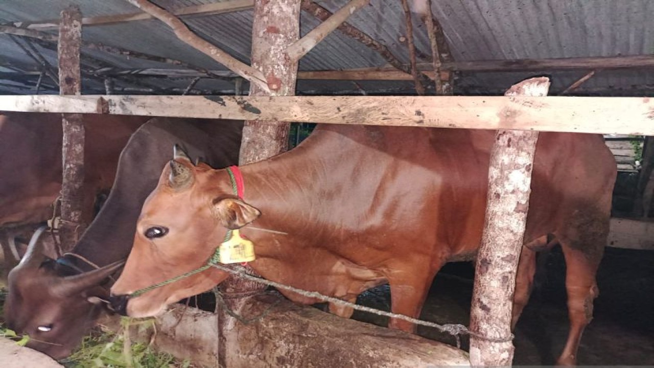 Sapi di Bangka Tengah diberikan suntik vaksin PMK, Rabu (29/6) (ANTARA/Ahmadi)