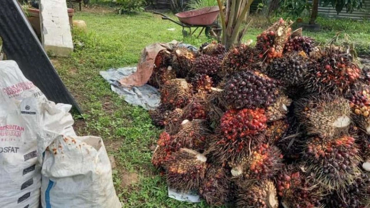 Tandan buah segar kelapa sawit. ANTARA