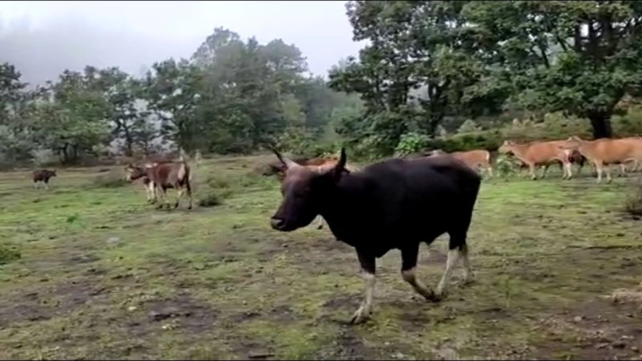 Tangkapan layar dari atraksi memanggil sapi di kaki Gunung Rinjani.