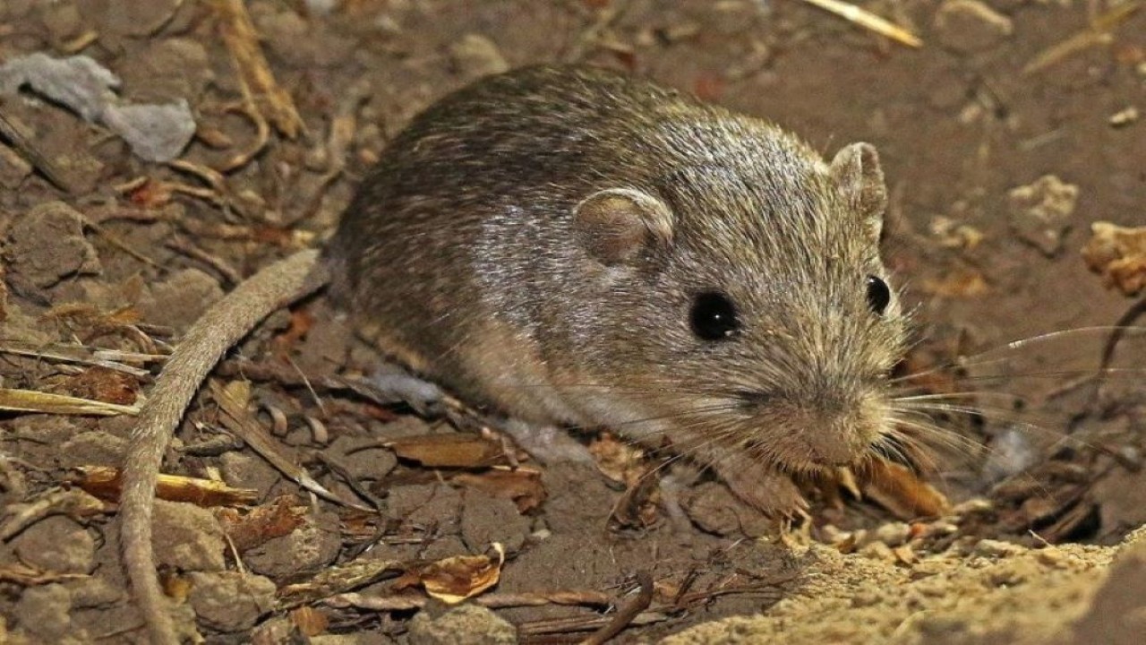 Tikus Pacific pocket diyakini sebagai tikus tertua yang masih hidup di dunia pada usia 9 tahun, 5 bulan. (U.S. Fish and Wildlife Service/Wikimedia Commons via UPI)