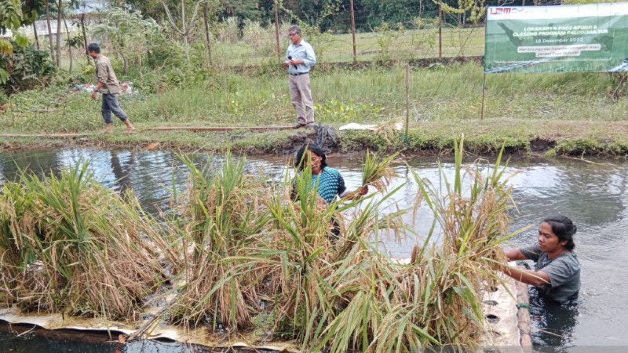 Teknologi padi apung yang dikembangkan di Green House Fakultas Pertanian UMY, Bantul, Rabu (4/1/2023) (ANTARA/Luqman Hakim)