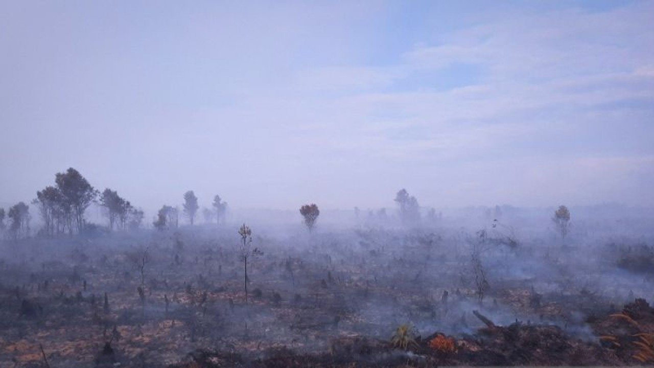 Kondisi kebakaran hutan sepanjang kiri dan kanan jalan Batubi - Kelarik di Semala, Natuna, Kepri, Selasa (17/1). (ANTARA/Cherman)