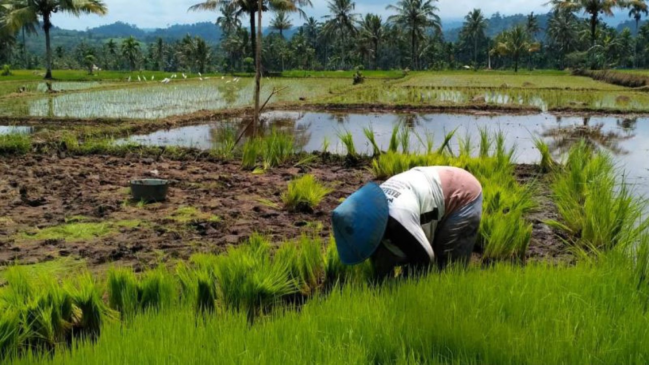 Seorang petani di Kabupaten Solok Selatan mencabut benih untuk dipindahkan ke aera tanam sawah (ANTARA/Erik)
