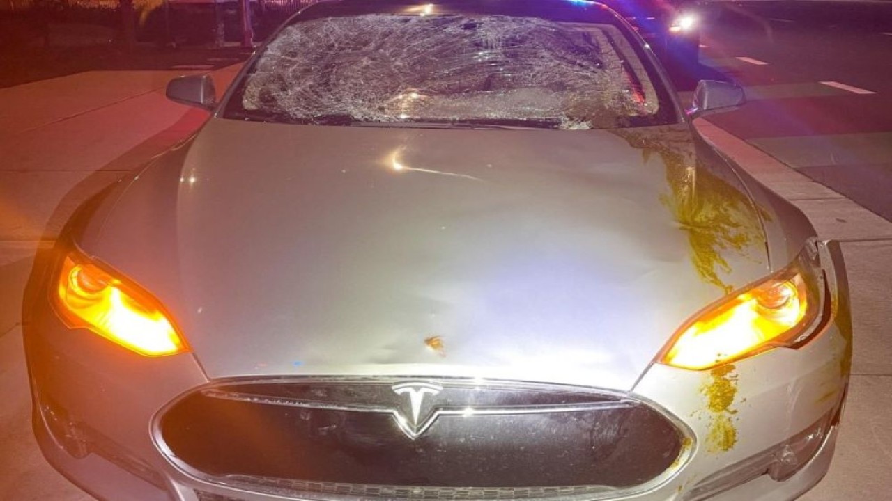 Polisi di Pleasanton, California, mengatakan seekor sapi lepas memecahkan kaca depan mobil listrik Tesla dan membuat kap mobil dipenuhi kotoran sebelum ditangkap dengan bantuan dari peternak setempat. (Departemen Kepolisian Pleasanton/Facebook/UPI)