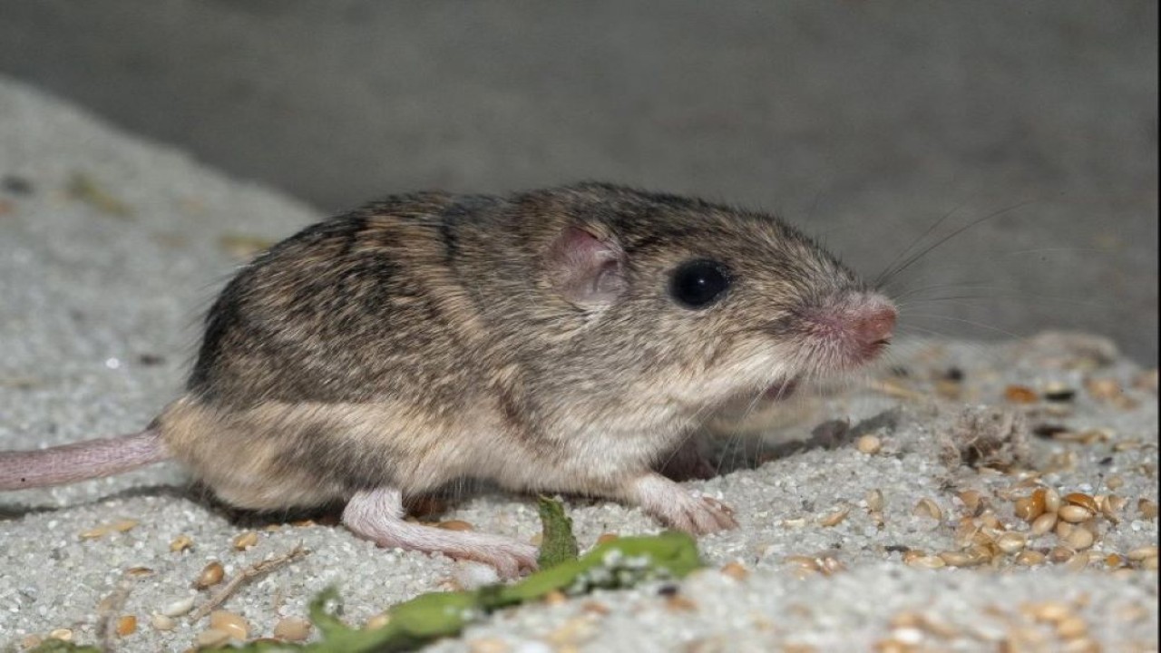 Seekor tikus saku Pasifik bernama Pat secara resmi dinobatkan sebagai tikus tertua yang masih hidup dalam perawatan manusia dan tikus tertua yang pernah ada oleh Guinness World Records. (San Diego Wildlife Alliance)