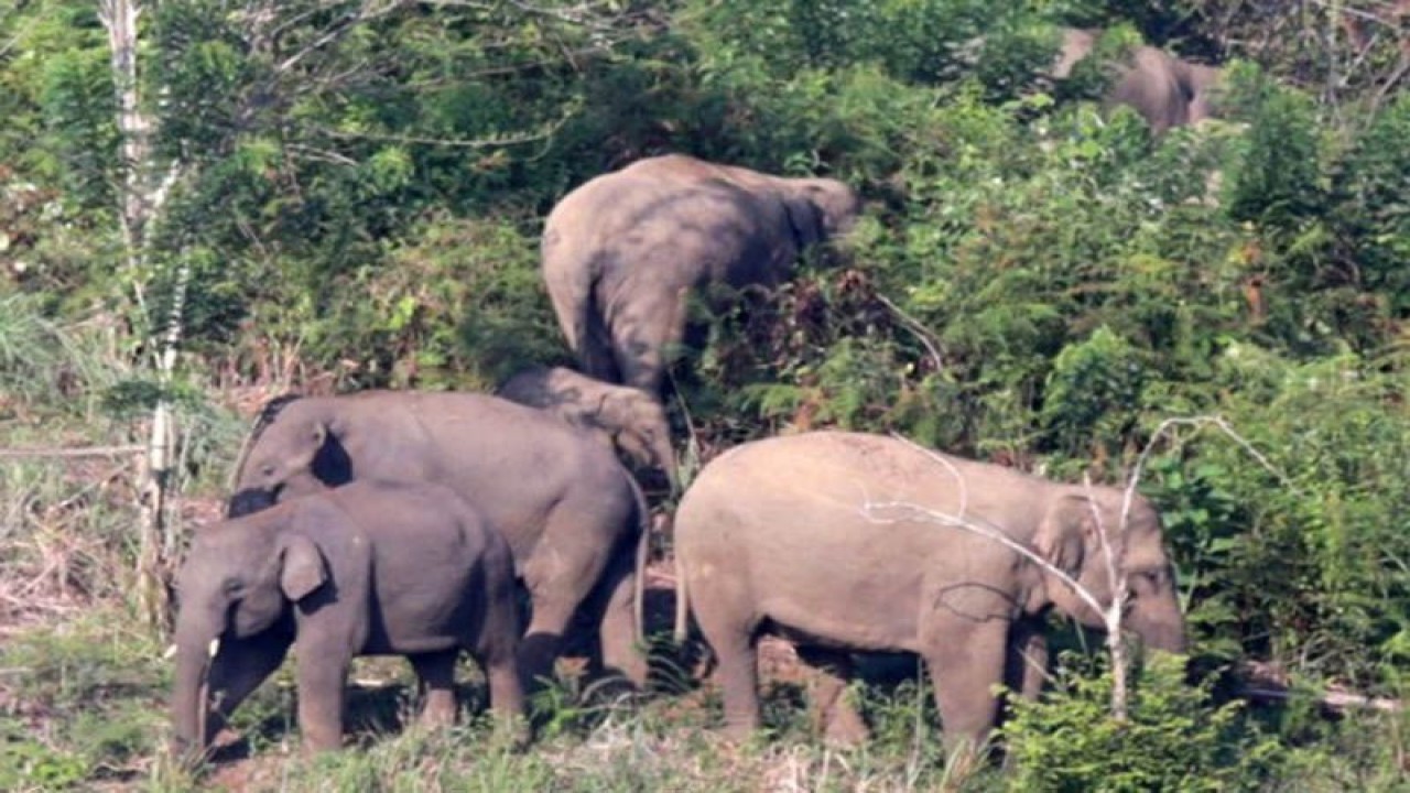 Dokumentasi - Kawanan gajah sumatra liar berada di kebun warga di Desa Negeri Antara, Kecamatan Pintu Rime, Kabupaten Bener Meriah, Aceh. ANTARA FOTO/Irwansyah Putra