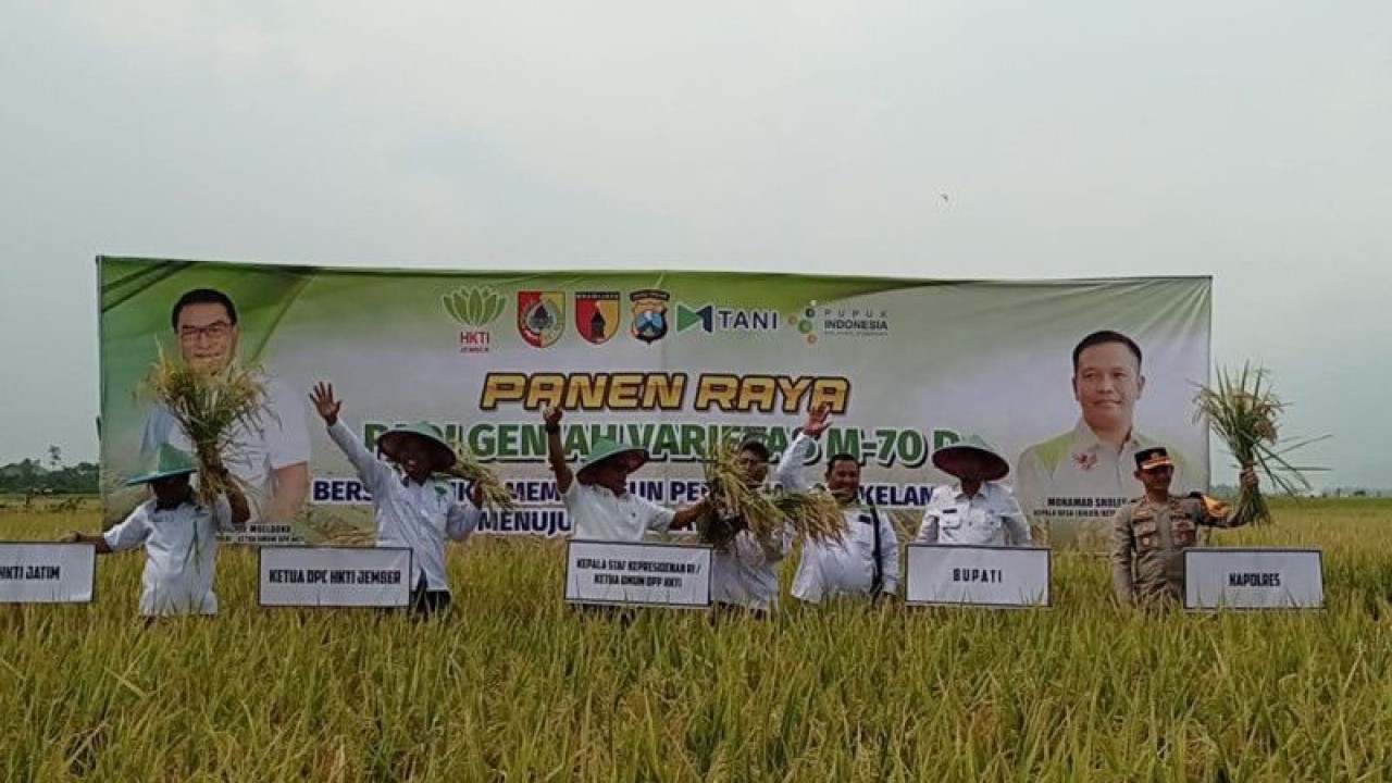 Ketua HKTI yang juga Kepala Staf Kepresidenan Moeldoko panen raya padi di desa Lojejer, Kabupaten Jember, Jawa Timur, Jumat (24/3/2023). (ANTARA/Zumrotun Solichah)
