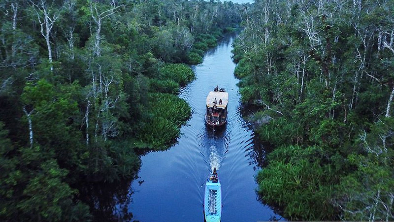 Ilustrasi - Foto udara kawasan Taman Nasional Tanjung Puting, hutan tropis yang lahannya memiliki unsur fisikokimia sebagai sumber pengurangan emisi, Kotawaringin Barat, Kalimantan Tengah. ANTARA FOTO/Makna Zaezar/wsj/aa.