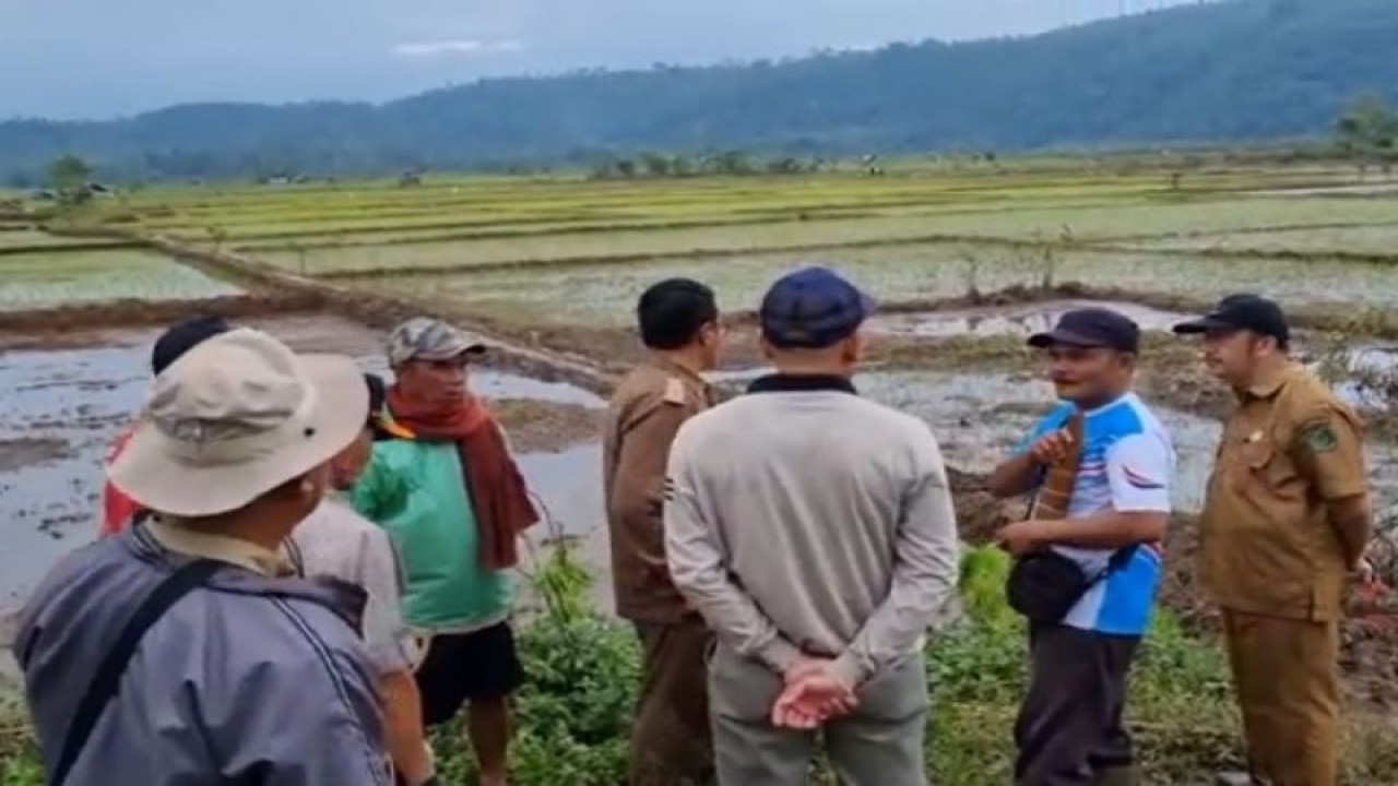 Kondisi areal pertanian yang terdampak banjir di sepanjang Sungai Air Pikat, Kecamatan Bermani Ulu, Kabupaten Rejang Lebong pada Selasa (14/3/2023). ANTARA/HO-Distankan Rejang Lebong