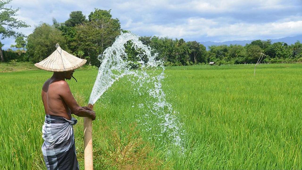 Dokumentasi - Petani menyemprotkan air sungai ke tanaman padi di Desa Lamsie, Kecamatan Cot Glie, Kabupaten Aceh Besar, Aceh, Kamis (5/8/2021). ANTARA FOTO/Ampelsa