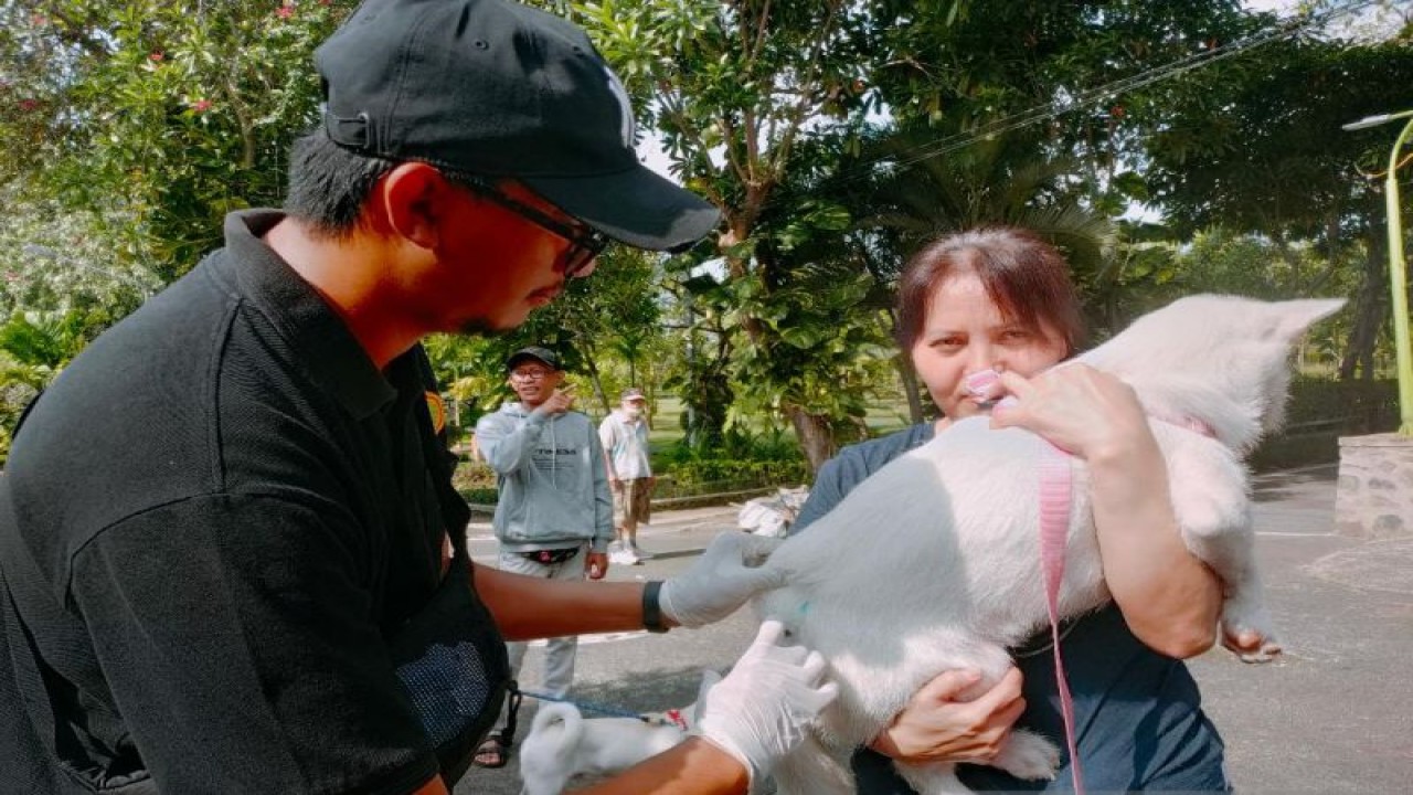 Petugas dari Dinas Perikanan dan Ketahanan Pangan Kota Denpasar saat memberikan layanan vaksinasi rabies pada anjing yang dibawa oleh masyarakat dalam peringatan Hari Tumpek Uye di Denpasar, Sabtu (25/3/2023). ANTARA/Ni Luh Rhismawati.