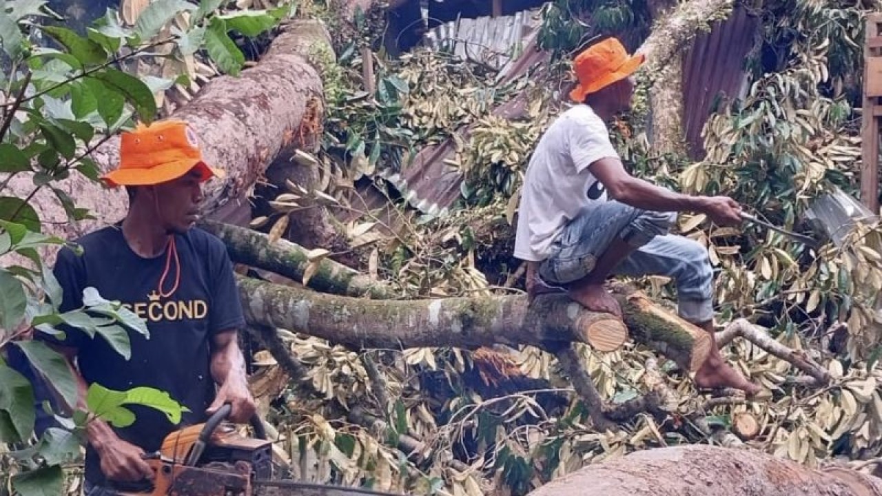 Petugas melakukan pembersihan material pohon tumbang di atap rumah warga di Desa Meunasah Dayah, Kecamatan Beutong, Kabupaten Nagan Raya, Aceh yang rusak akibat diterjang angin kencang, Kamis (27/4/2023). (ANTARA/HO-Dok. BPBD Nagan Raya Aceh)