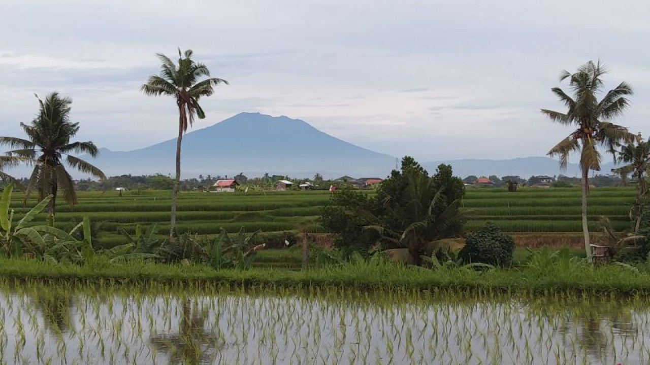 Pemandangan hamparan sawah dengan latar belakang Gunung Agung diamati di Kecamatan Sukawati, Kabupaten Gianyar, Bali, Kamis (16/3/2023). Badan Pusat Statistik (BPS) Bali mencatat luas panen padi di Bali pada 2022 mencapai 112,3 ribu hektare dengan produksi beras mencapai 383,8 ribu ton. ANTARA/Dewa Ketut Sudiarta Wiguna